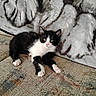animal, black_and_white, blanket, cat, couch, cute, fur, green_eyes, home, indoors, kitten, lying_down, paws, pet, pink_nose, portrait, relaxing, tuxedo_cat, upholstery, whiskers
