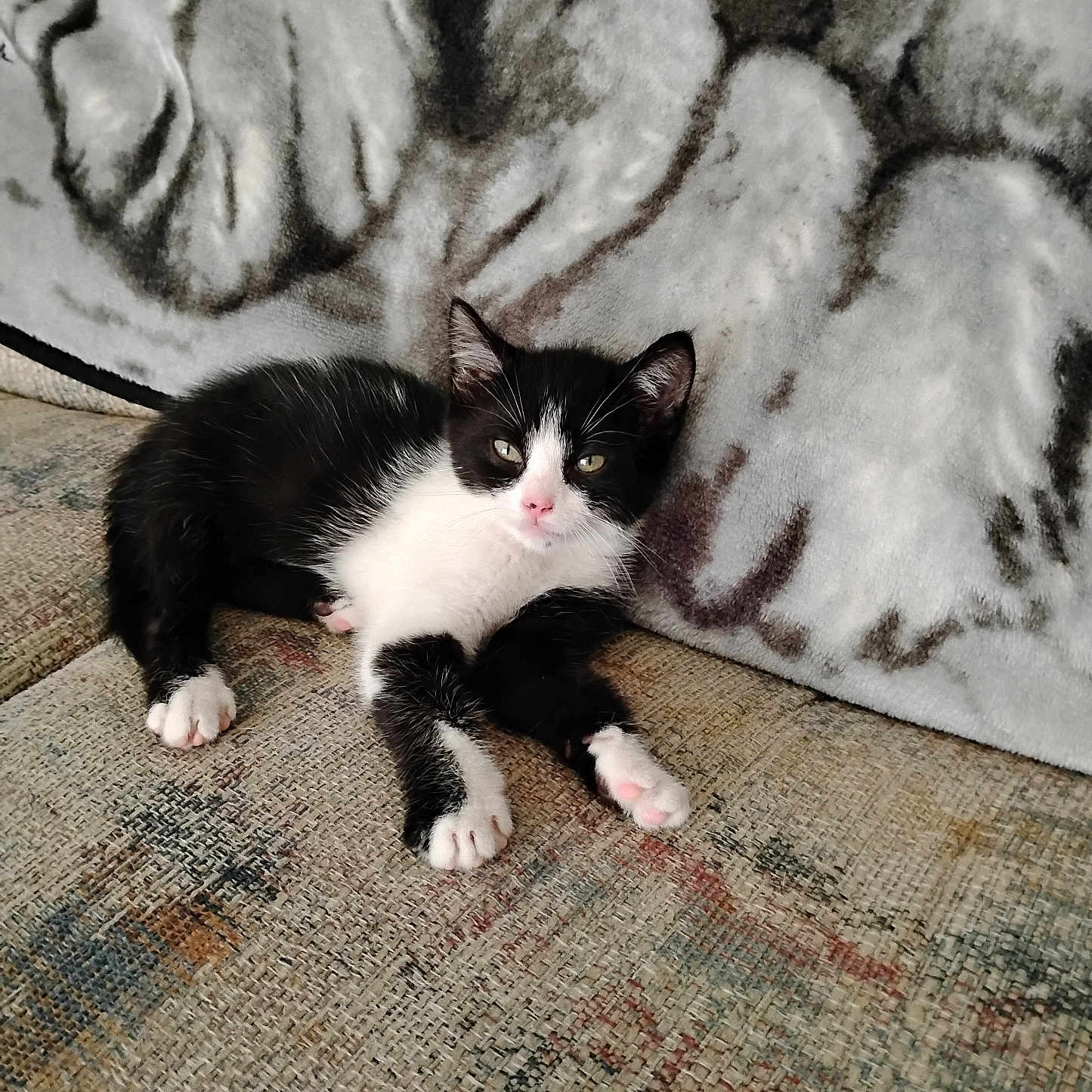 Oreo
