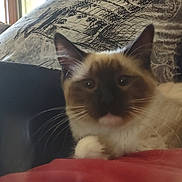 Mittens joined the competition — help win amazing prizes! cat, siamese_cat, feline, pet, indoor, red_surface, person, patterned_clothing, whiskers, ears, fur, relaxing, closeup, couch, window, light, hand, resting, domestic_animal, mammal