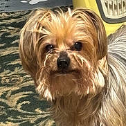 Baxter is registered to the contest to win money with this photo: dog, small_dog, fluffy, golden_brown, carpet, patterned_carpet, indoor, pet, animal, fur, curious, portrait, close_up, household_item, yellow_object, paw_print, mat, cute, companion, domestic