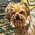 Baxter