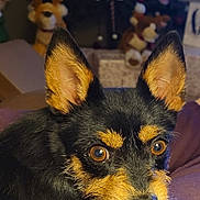 Lilly Belle is registered to the contest to win money with this photo: alert, animal, black_and_tan, blurred_background, christmas_tree, close_up, companion, cute, dog, ears, eyes, furry, holiday_decorations, indoor, ornaments, pet, purple_surface, reindeer, resting, small_dog