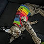 cat, tabby, rainbow_shirt, colorful_clothing, couch, remote_control, stretching, paw, indoor, pet, feline, whiskers, curious, relaxed, striped_fur, claws, lying_down, home, playful, close_up