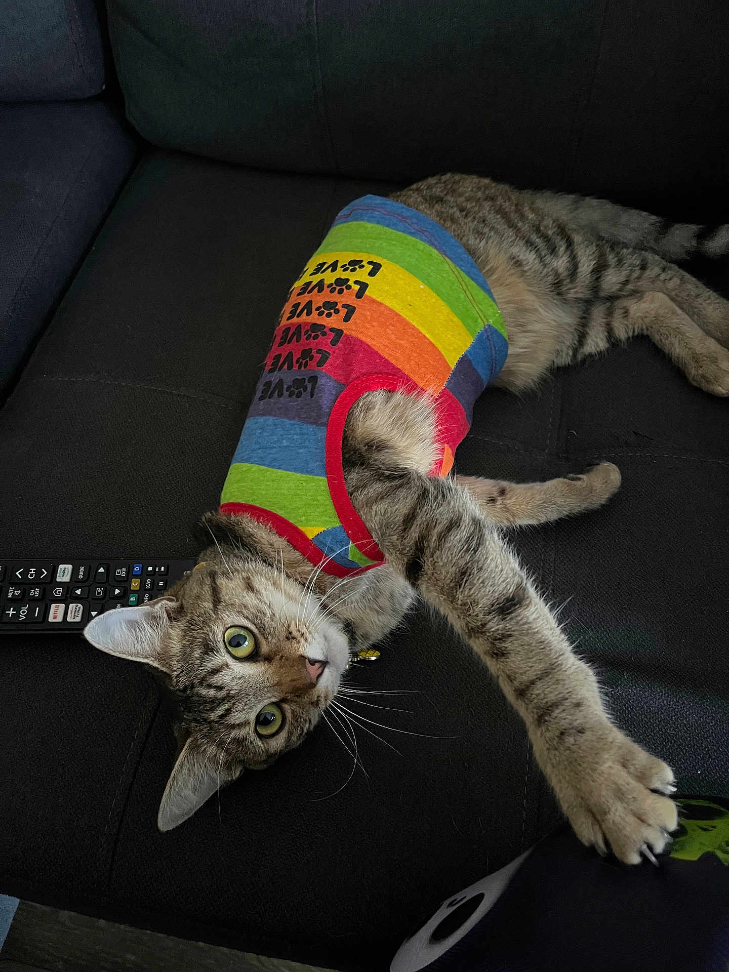 Katniss joined the competition — help win amazing prizes! cat, tabby, rainbow_shirt, colorful_clothing, couch, remote_control, stretching, paw, indoor, pet, feline, whiskers, curious, relaxed, striped_fur, claws, lying_down, home, playful, close_up