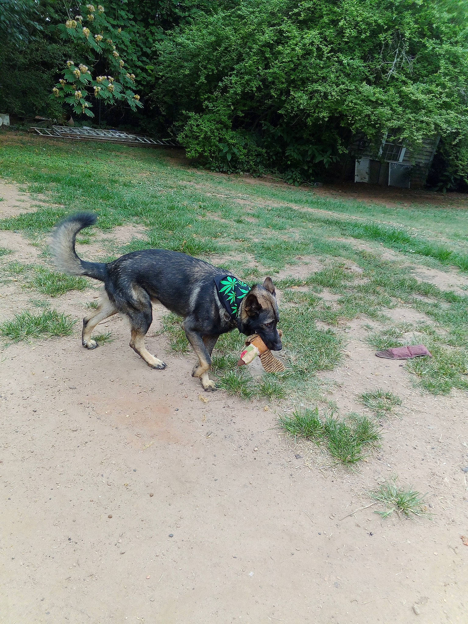 Hank is registered to the contest to win money with this photo: canidae, carnivore, collar, companion_dog, dog, dog_breed, dog_collar, garden, grass, groundcover, guard_dog, gun_dog, lawn, leash, plant, snout, soil, tail, tree, working_animal