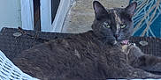 Dabs is registered to the contest to win money with this photo: cat, gray_cat, green_eyes, outdoor, woven_chair, relaxed, pet, feline, collar, animal, resting, curious, domestic_cat, seat, porch, mat, concrete, closeup, animal_portrait, daylight