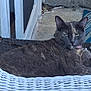 cat, gray_cat, green_eyes, outdoor, woven_chair, relaxed, pet, feline, collar, animal, resting, curious, domestic_cat, seat, porch, mat, concrete, closeup, animal_portrait, daylight