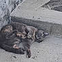 Dabs is registered to the contest to win money with this photo: cat, animal, pet, concrete, outdoor, step, wall, gray, feline, resting, curious, green_eyes, texture, urban, closeup, lying_down, paws, relaxed, street, sidewalk