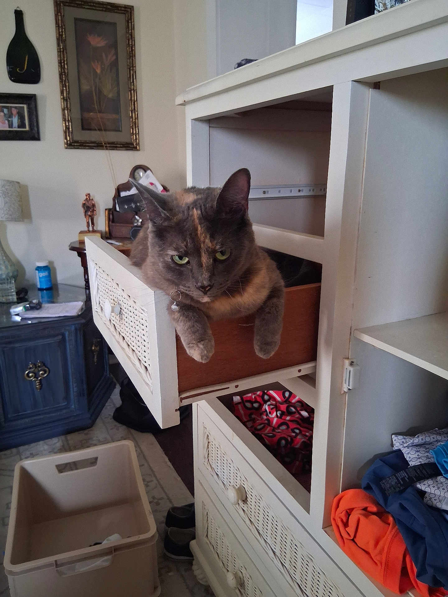 Dabs joined the competition — help win amazing prizes! cat, drawer, furniture, indoor, clothing, dresser, storage, room, household, relaxed, pet, orange, grey, curious, cozy, clutter, sitting, resting, domestic, home
