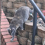 Dabs joined the competition — help win amazing prizes! cat, gray_cat, brick, stairs, stone_wall, railing, outdoor, animal, pet, walking, side_view, garden, nature, fur, mammal, curious, step_down, daylight, small_animal, quiet