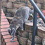 cat, gray_cat, brick, stairs, stone_wall, railing, outdoor, animal, pet, walking, side_view, garden, nature, fur, mammal, curious, step_down, daylight, small_animal, quiet