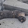 Dabs is registered to the contest to win money with this photo: cat, animal, pet, feline, resting, concrete, outdoor, steps, gray, fur, relaxed, side_view, sleeping, closeup, quiet, texture, urban, nature, calm, daytime