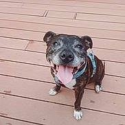 Impact participe au concours pour gagner de l'argent avec cette photo : brindle, collar, companion_animal, deck, dog, furniture, happy, harness, looking_at_camera, open_mouth, outdoor, patio, pet, portrait, short_hair, sitting, smiling, tongue, white_paws, wooden_floor