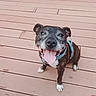 brindle, collar, companion_animal, deck, dog, furniture, happy, harness, looking_at_camera, open_mouth, outdoor, patio, pet, portrait, short_hair, sitting, smiling, tongue, white_paws, wooden_floor
