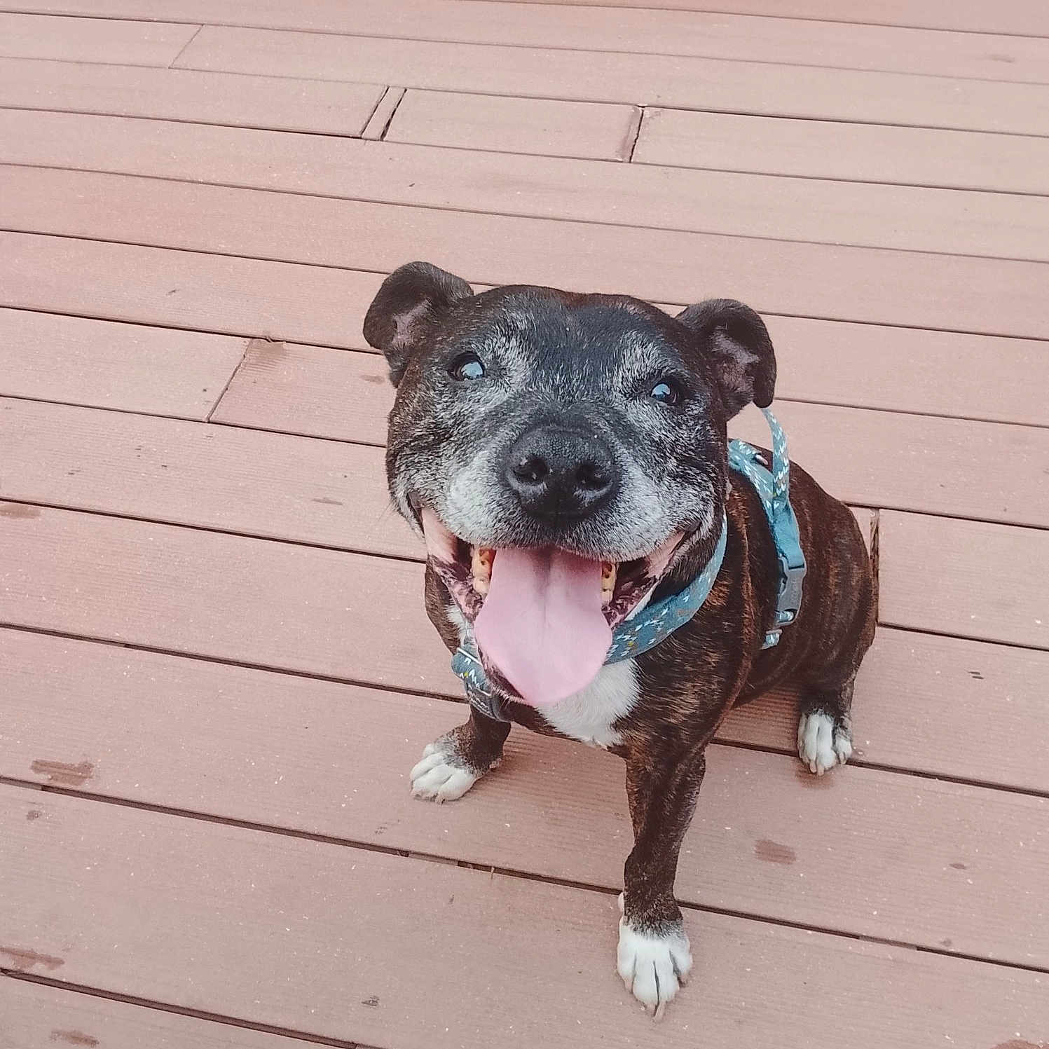 Impact participe au concours pour gagner de l'argent avec cette photo : brindle, collar, companion_animal, deck, dog, furniture, happy, harness, looking_at_camera, open_mouth, outdoor, patio, pet, portrait, short_hair, sitting, smiling, tongue, white_paws, wooden_floor