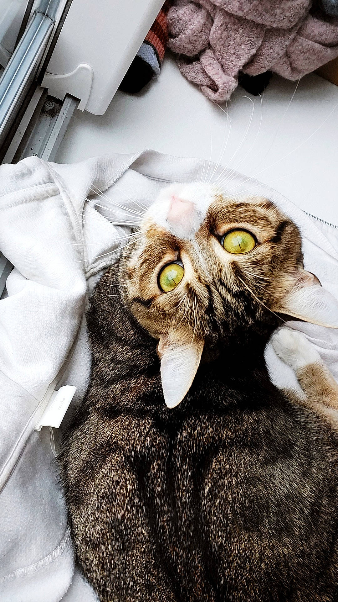 Pacho participe au concours pour gagner de l'argent avec cette photo : bird_of_prey, carnivore, cat, claw, comfort, domestic_short_haired_cat, felidae, fur, grey, plant, small_to_medium_sized_cats, tail, terrestrial_animal, whiskers