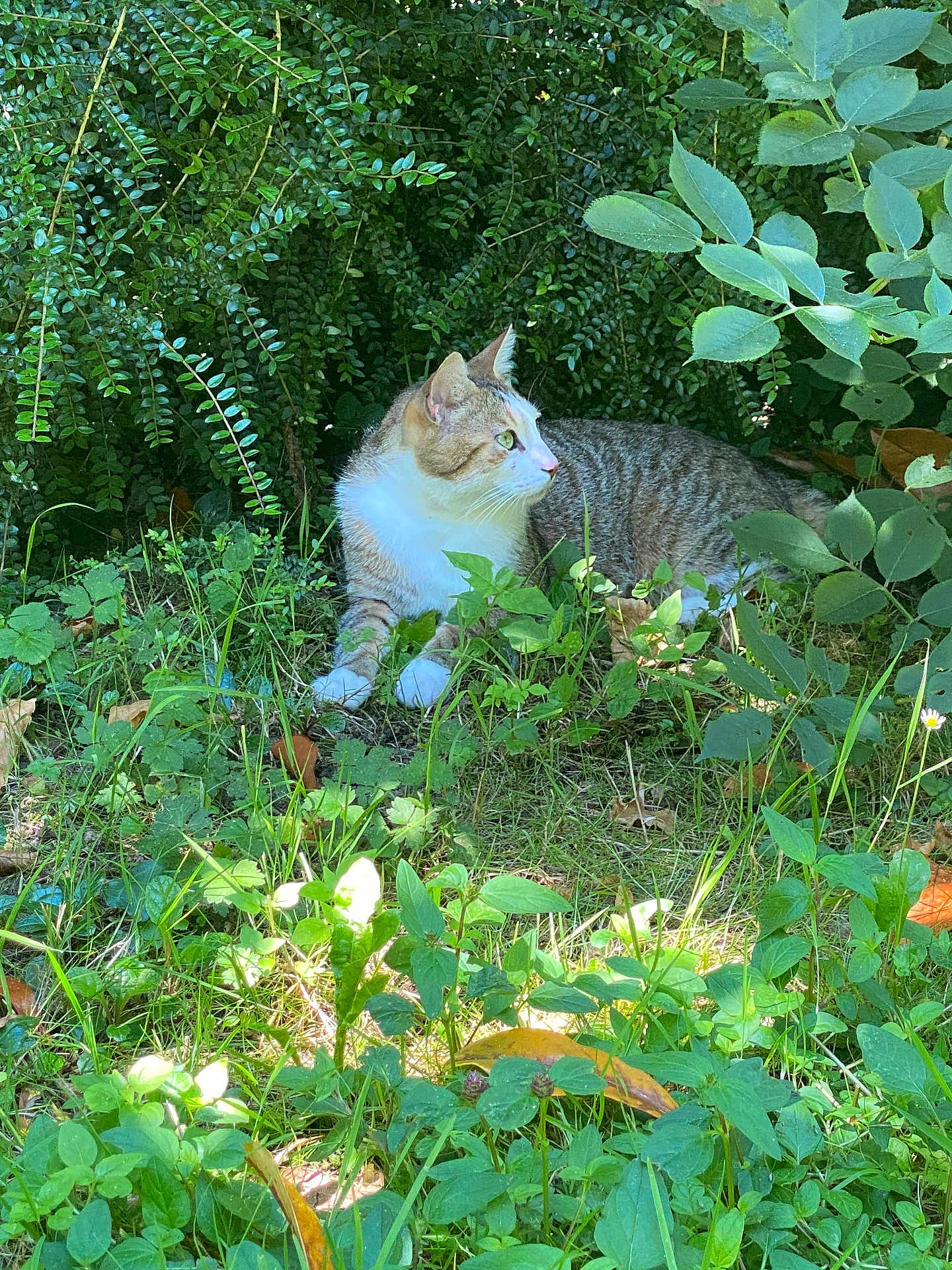 Bouno a rejoint le concours — aidez-le/la à gagner de superbes lots ! cat, tabby_cat, greenery, plants, grass, outdoor, nature, foliage, animal, pet, wildlife, curious, relaxed, mammal, whiskers, paws, daylight, shadows, leaves, bush