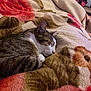 Bouno participe au concours pour gagner de l'argent avec cette photo : cat, tabby, sleeping, blanket, floral_pattern, cozy, indoor, feline, resting, fur, pet, comfort, warm, animal, bedroom, soft_texture, cute, domestic_cat, napping, relaxing