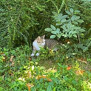 Bouno a rejoint le concours — aidez-le/la à gagner de superbes lots ! cat, tabby_cat, outdoor, greenery, bush, grass, sunlight, leafy, nature, animal, pet, feline, resting, curious, hidden, garden, summer, daylight, wildlife, mammal