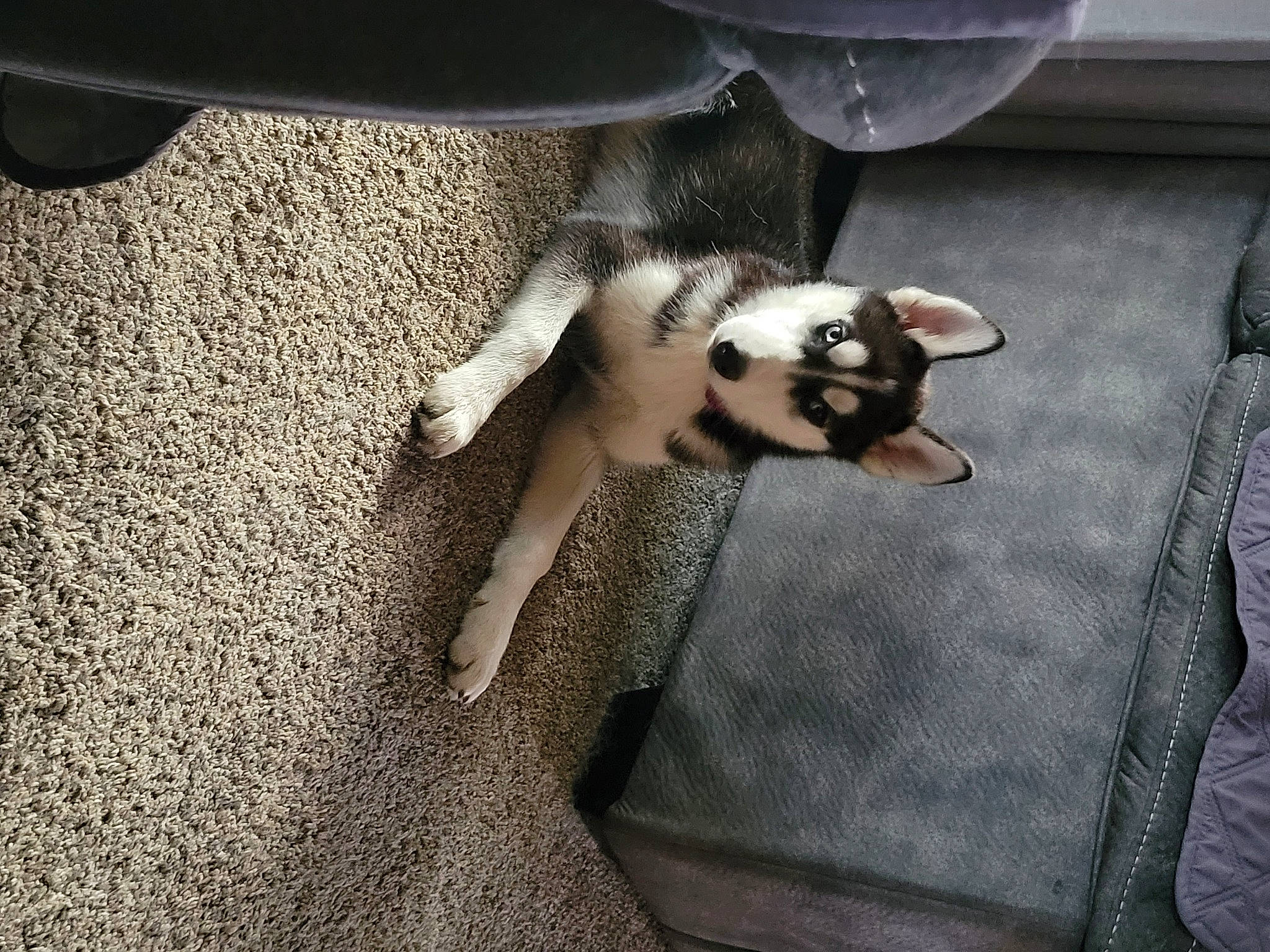 Melody Mierop joined the competition — help win amazing prizes! auto_part, canidae, carnivore, cat, comfort, companion_dog, dog_breed, domestic_short_haired_cat, felidae, flooring, fur, human_leg, paw, small_to_medium_sized_cats, snout, sporting_group, tail, terrestrial_animal, whiskers, wood