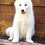 animal, arcticfox, canine, dog, eskimodog, fox, husky, pet, puppy, whitedog, wolf