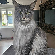 Sherkan participe au concours pour gagner de l'argent avec cette photo : cat, maine_coon, long_hair, grey_fur, indoor, window, mirror, ears, whiskers, feline, pet, sitting, fluffy, domestic_animal, table, house, natural_light, portrait, animal, fur