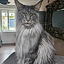 animal, cat, domestic_animal, ears, feline, fluffy, fur, grey_fur, house, indoor, long_hair, maine_coon, mirror, natural_light, pet, portrait, sitting, table, whiskers, window