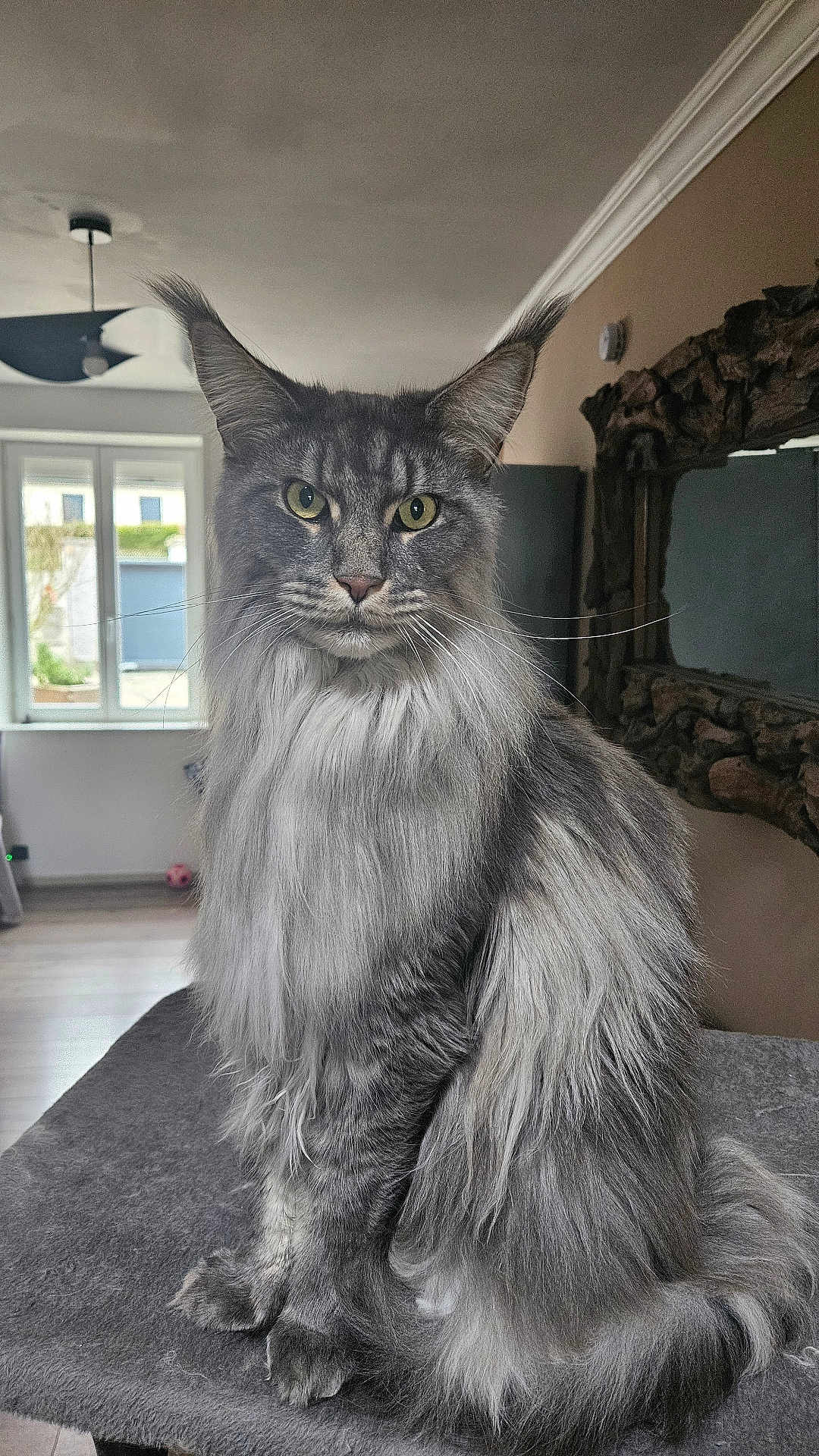Sherkan participe au concours pour gagner de l'argent avec cette photo : cat, maine_coon, long_hair, grey_fur, indoor, window, mirror, ears, whiskers, feline, pet, sitting, fluffy, domestic_animal, table, house, natural_light, portrait, animal, fur