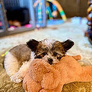 Bella is registered to the contest to win money with this photo: puppy, dog, plush_toy, stuffed_animal, carpet, indoor, cute, pet, animal, small_dog, resting, snuggling, soft_toy, brown, white, black, fur, cozy, home, blurred_background