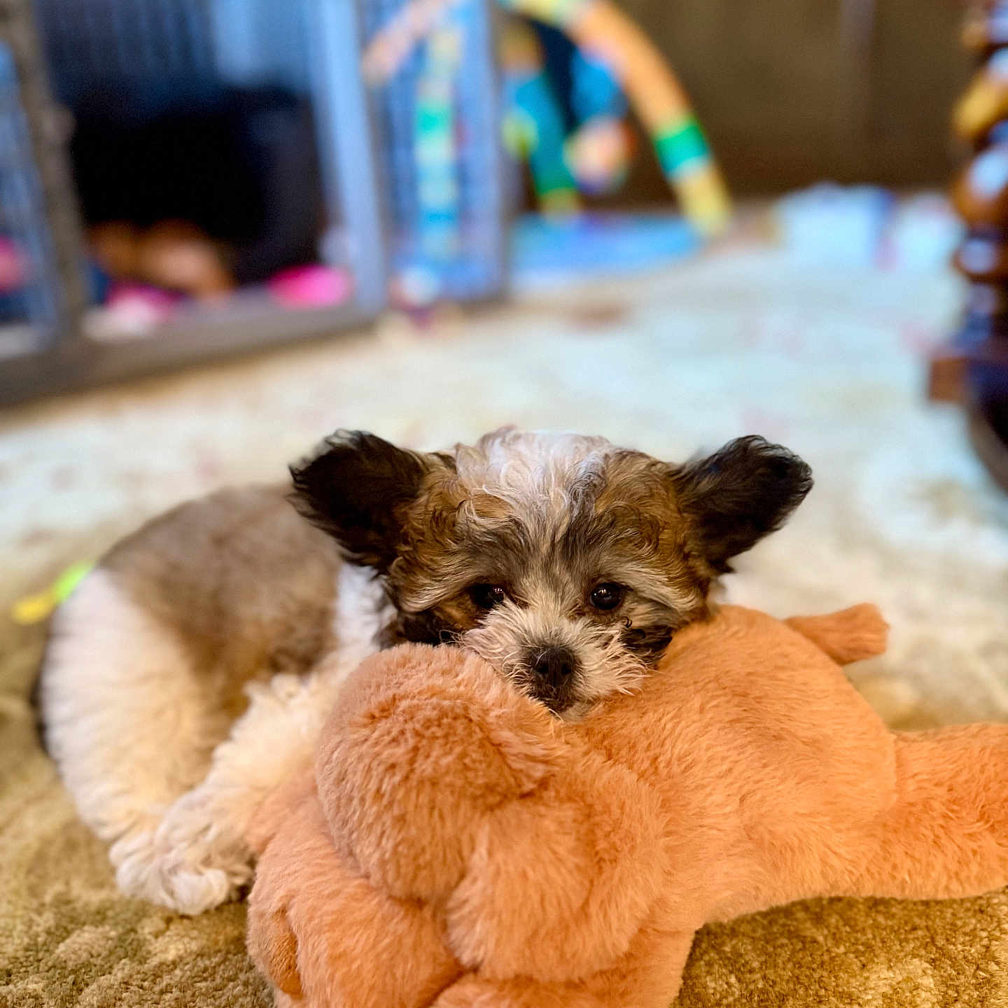 Bella is registered to the contest to win money with this photo: animal, black, blurred_background, brown, carpet, cozy, cute, dog, fur, home, indoor, pet, plush_toy, puppy, resting, small_dog, snuggling, soft_toy, stuffed_animal, white
