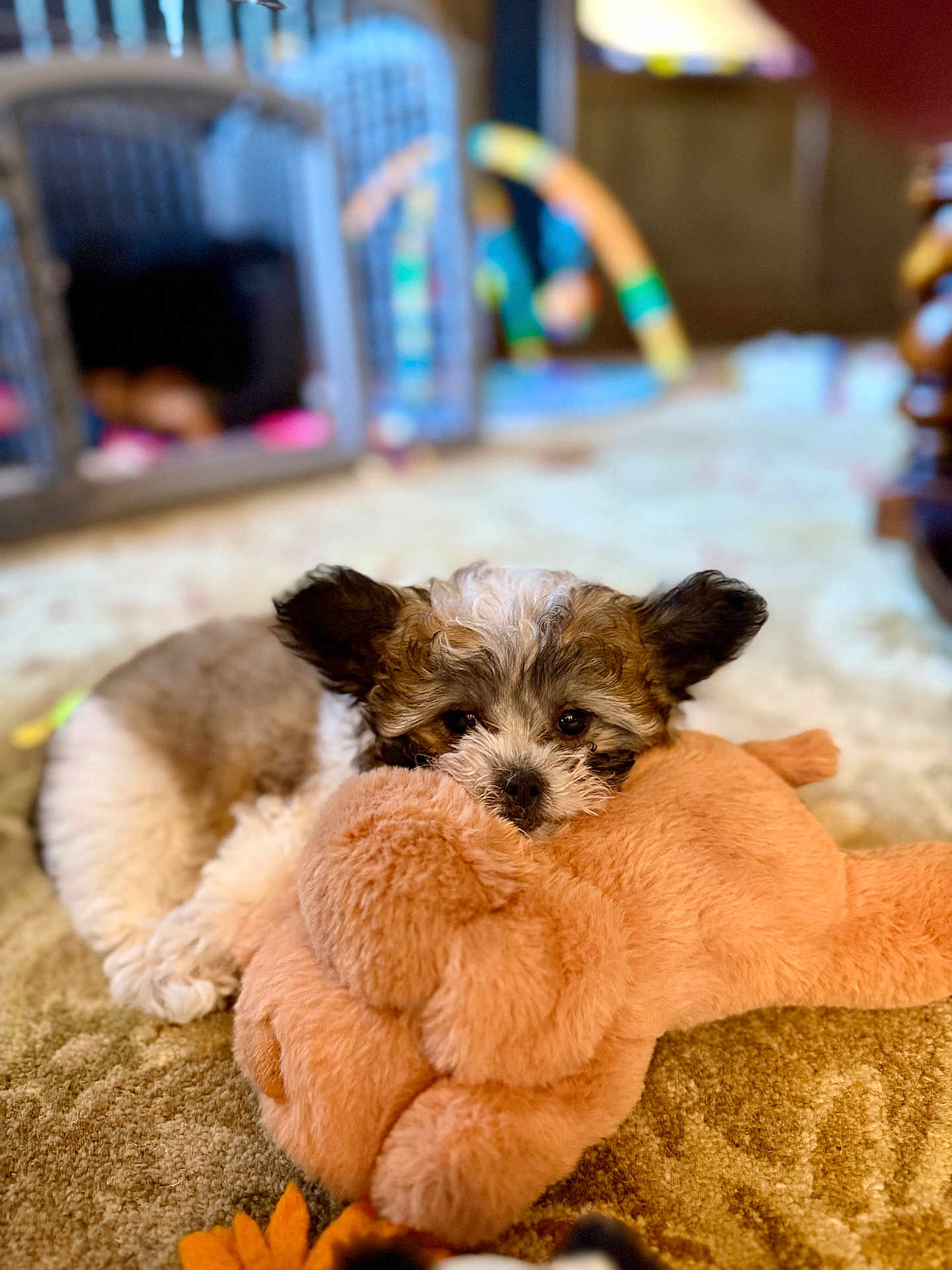 Bella is registered to the contest to win money with this photo: puppy, dog, plush_toy, stuffed_animal, carpet, indoor, cute, pet, animal, small_dog, resting, snuggling, soft_toy, brown, white, black, fur, cozy, home, blurred_background