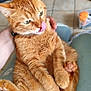 Caramel participe au concours pour gagner de l'argent avec cette photo : cat, orange_tabby, pet, indoor, person_hand, licking_nose, fur, animal, cute, relaxed, seated, paw, whiskers, eyes, ears, tail, human_interaction, floor, casual, comfort