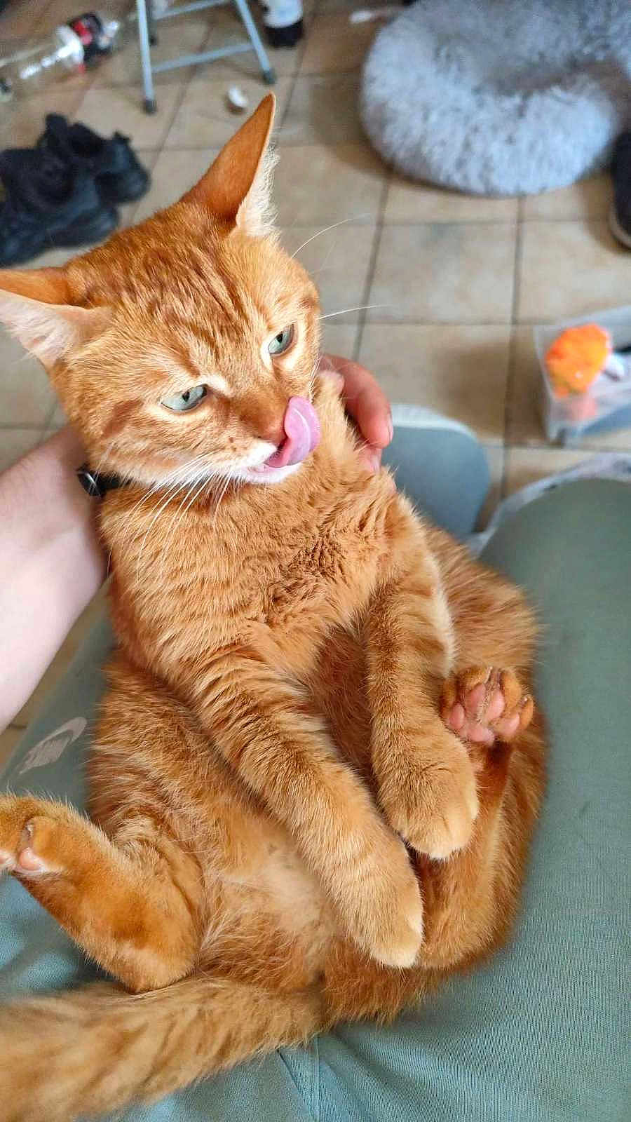Caramel participe au concours pour gagner de l'argent avec cette photo : cat, orange_tabby, pet, indoor, person_hand, licking_nose, fur, animal, cute, relaxed, seated, paw, whiskers, eyes, ears, tail, human_interaction, floor, casual, comfort