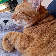 Caramel a rejoint le concours — aidez-le/la à gagner de superbes lots ! cat, orange_tabby, sleeping, feline, fluffy, stuffed_animal, plush_toy, cozy, indoor, resting, paw, close_up, cute, pet, domestic_cat, relaxation, soft_texture, fur, cuddle, nap