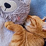 abyssinian, animal, blanket, cat, clothing, couch, cushion, footwear, furniture, homedecor, kitten, manx, mascot, person, pet, plush, shoe, sleeping, teddybear, toy