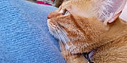 Caramela a rejoint le concours — aidez-le/la à gagner de superbes lots ! abyssinian, accessories, animal, cat, collar, computer, couch, electronics, furniture, hardwood, homedecor, kitten, linen, manx, person, pet, siamese, sleeping, strap, wood