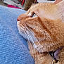 abyssinian, accessories, animal, cat, collar, computer, couch, electronics, furniture, hardwood, homedecor, kitten, linen, manx, person, pet, siamese, sleeping, strap, wood