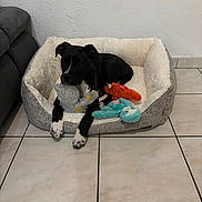 Aïka a rejoint le concours — aidez-le/la à gagner de superbes lots ! dog, puppy, dog_bed, stuffed_toys, black_and_white, floor_tiles, indoor, pet, animal, cozy, relaxed, toy, curious, canine, home, fur, ears, paws, resting, cute