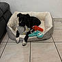dog, puppy, dog_bed, stuffed_toys, black_and_white, floor_tiles, indoor, pet, animal, cozy, relaxed, toy, curious, canine, home, fur, ears, paws, resting, cute