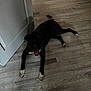 Aïka a rejoint le concours — aidez-le/la à gagner de superbes lots ! dog, black_dog, white_paws, floor, wooden_floor, door, indoor, pet, animal, tongue_out, panting, laying_down, tail, shadow, home, domestic_animal, canine, relaxed, companion, house