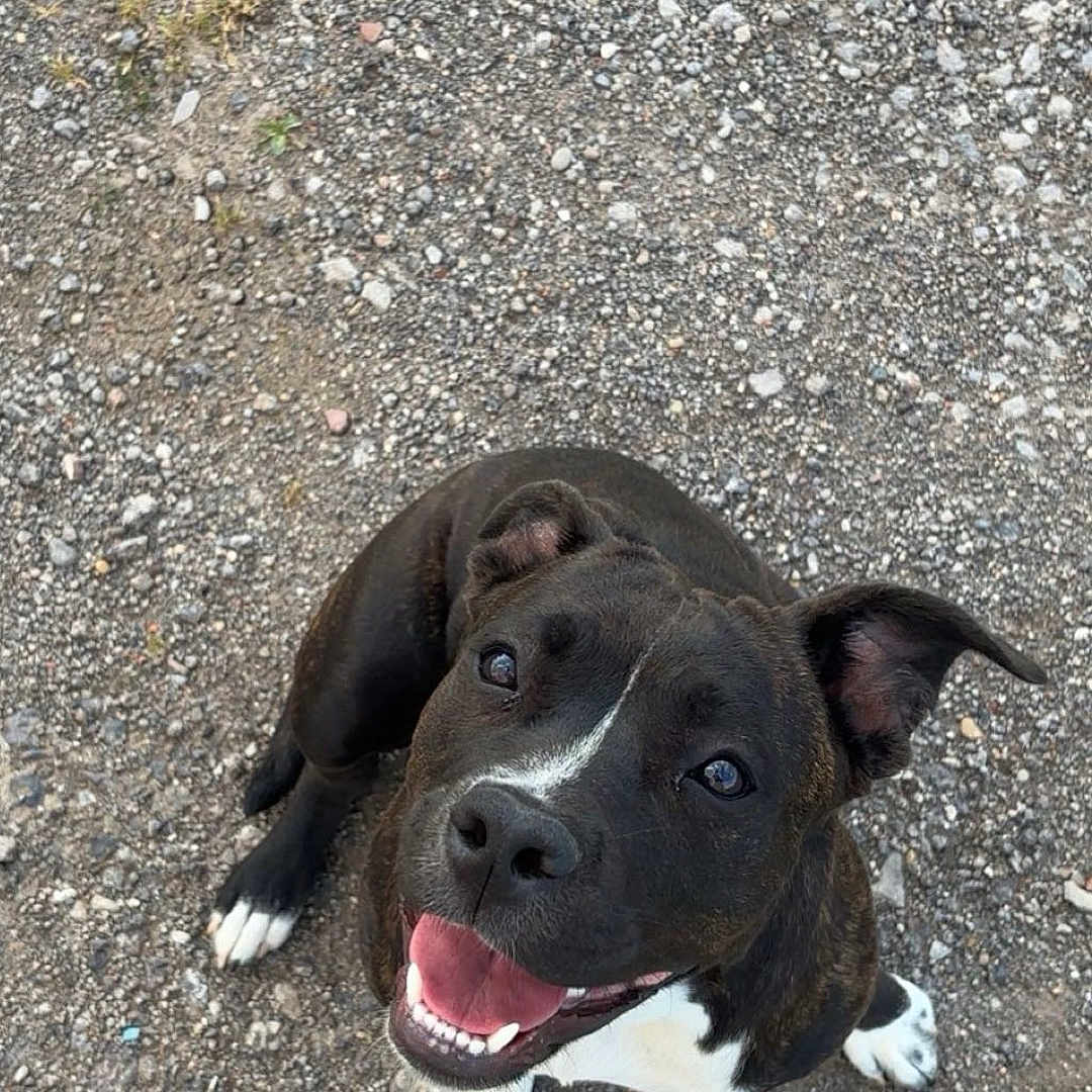 Aïka participe au concours pour gagner de l'argent avec cette photo : animal, black_dog, canine, cheerful, cute, dog, ears_up, friendly, fur, gravel, happy, looking_up, nose, outdoor, pet, playful, sitting, smiling, tongue_out, white_paws