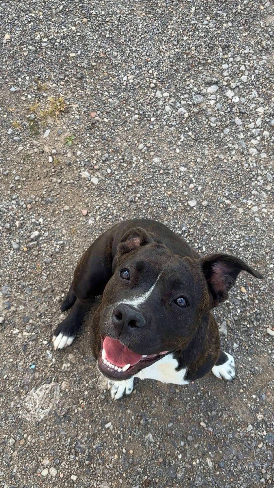 Aïka participe au concours pour gagner de l'argent avec cette photo : dog, black_dog, white_paws, happy, smiling, outdoor, gravel, pet, animal, sitting, looking_up, ears_up, friendly, cute, canine, tongue_out, playful, fur, nose, cheerful