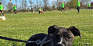 Aïka a rejoint le concours — aidez-le/la à gagner de superbes lots ! puppy, dog, grass, leash, harness, child, children, soccer, playing, field, outdoor, daytime, blue_sky, trees, sports, green_shirt, park, cute, pet, animal