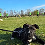 puppy, dog, grass, leash, harness, child, children, soccer, playing, field, outdoor, daytime, blue_sky, trees, sports, green_shirt, park, cute, pet, animal