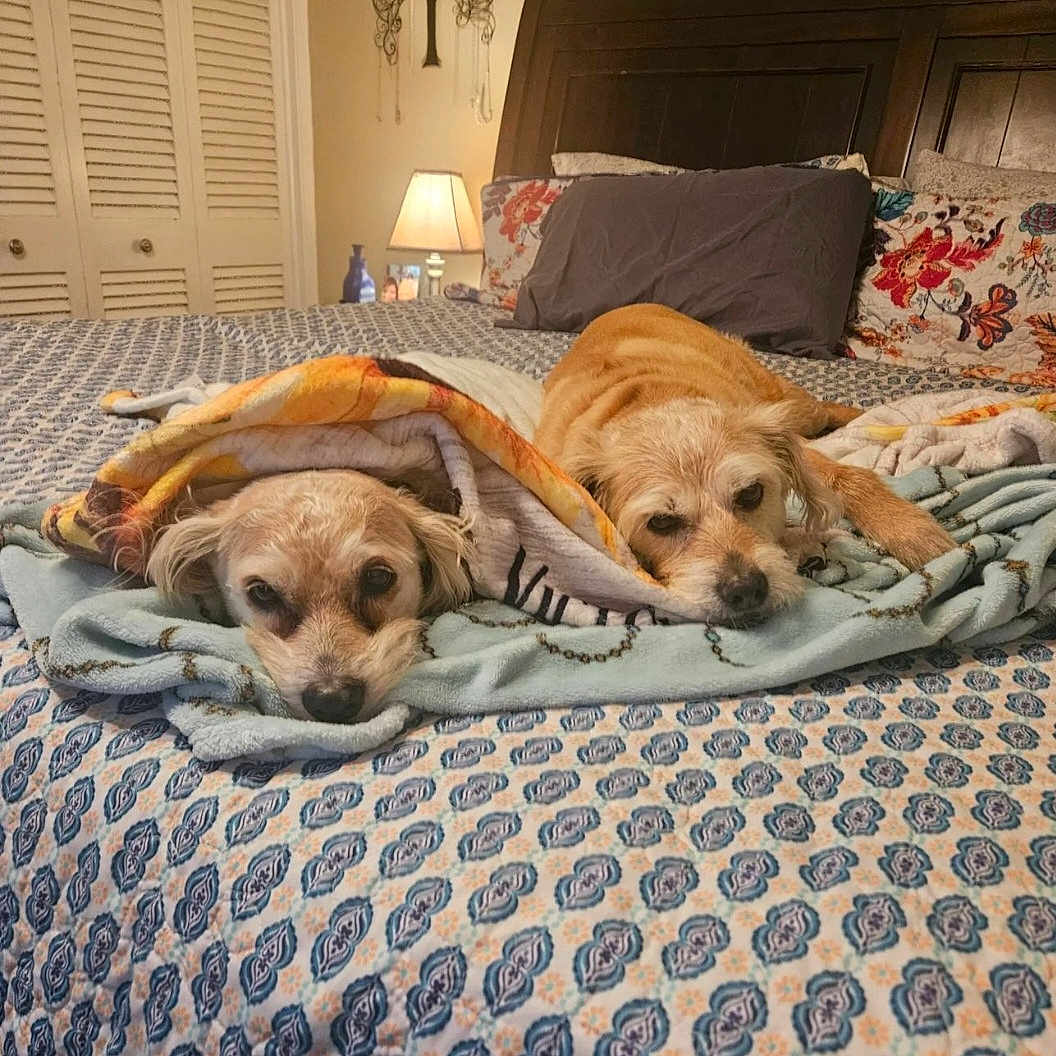 Buddy And Harley is registered to the contest to win money with this photo: animal, bed, bedroom, blanket, comfort, cozy, cute, decor, dog, fur, headboard, indoor, lamp, pattern, pet, pillow, relaxation, resting, sleepy, wood