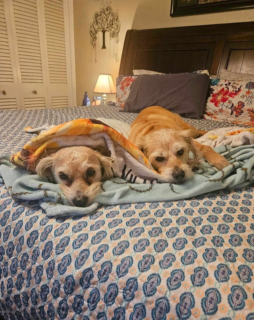Buddy And Harley is registered to the contest to win money with this photo: animal, bed, bedroom, blanket, comfort, cozy, cute, decor, dog, fur, headboard, indoor, lamp, pattern, pet, pillow, relaxation, resting, sleepy, wood