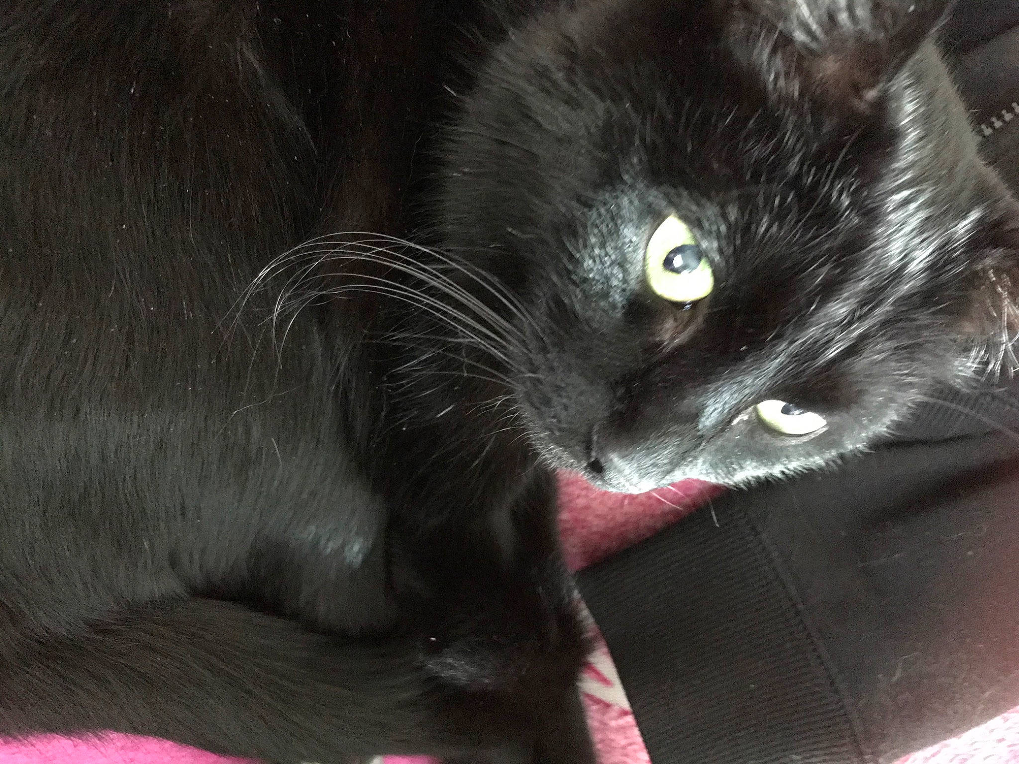 Gizmo participe au concours pour gagner de l'argent avec cette photo : asian, black, black_cat, bombay, carnivore, cat, domestic_long_haired_cat, domestic_short_haired_cat, felidae, fur, korat, mammal, nebelung, small_to_medium_sized_cats, snout, whiskers