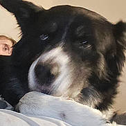 Psy is registered to the contest to win money with this photo: animal, bed, black_and_white, blurred, close_up, companion, cozy, dog, domestic_animal, ear, fur, furry, human_face, indoor, lying_down, paw, pet, relaxed, resting, snout