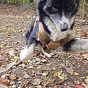 Cyan is registered to the contest to win money with this photo: dog, black_and_white, harness, leaping, forest, path, leaves, autumn, outdoor, nature, animal, fur, playful, motion, canine, tree, ground, daylight, wildlife, active