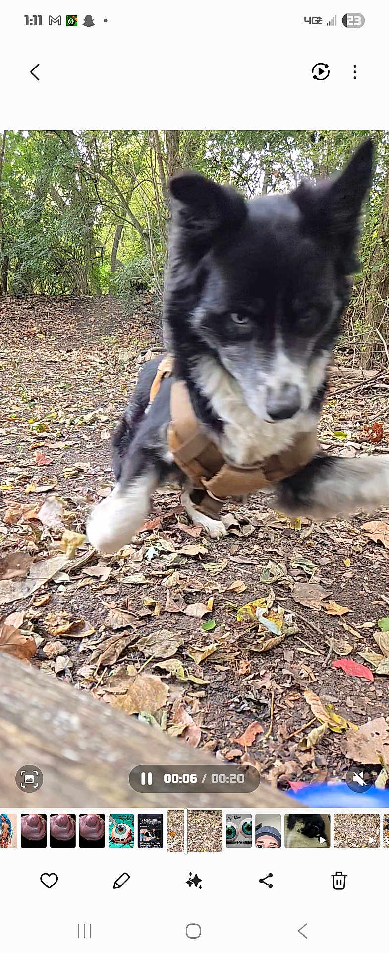 Cyan is registered to the contest to win money with this photo: dog, black_and_white, harness, leaping, forest, path, leaves, autumn, outdoor, nature, animal, fur, playful, motion, canine, tree, ground, daylight, wildlife, active
